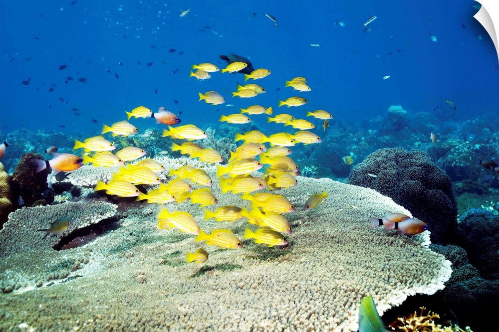 Golden lined snappers (Lutjanus rufolineatus) swimming over table coral. Photographed off Bali, Indonesia.