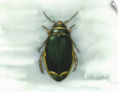 Great diving beetle, artwork
