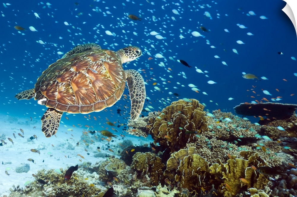 Green turtle (Chelonia mydas) swimming with reef fish over a coral reef. Green sea turtles are found in warm tropical wate...