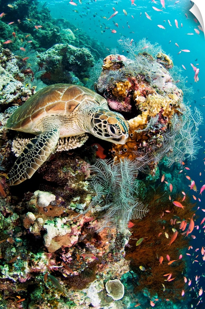 Green turtle(Chelonia mydas) on coral reef. The green turtle is critically under threat of extinction and is a protected s...