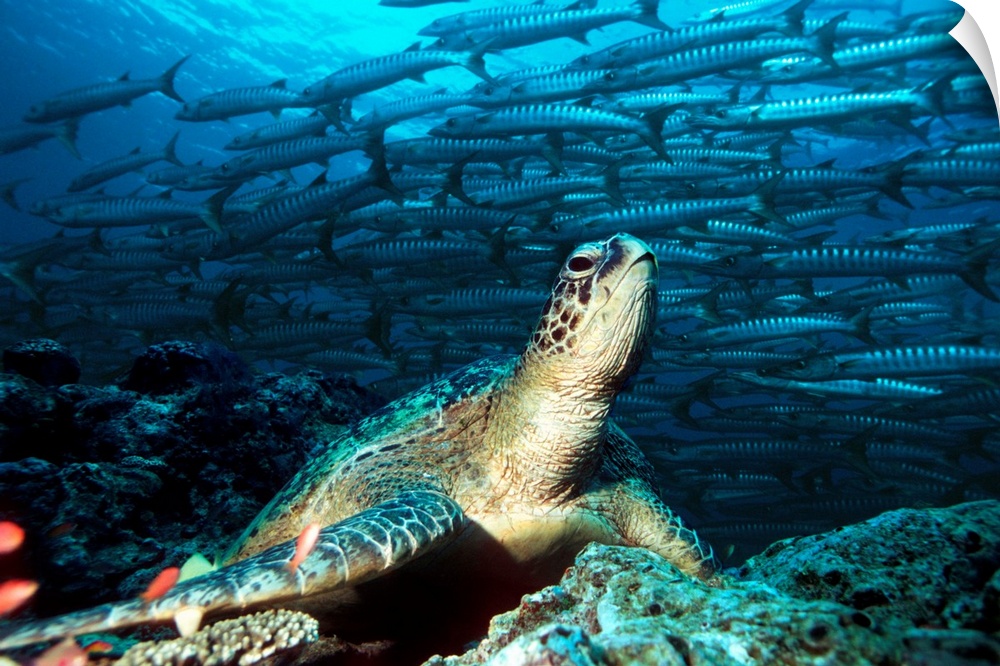 Green turtle (Chelonia mydas) resting on rocks. In the background is a large school of barracuda (Sphyraena sp.). The gree...
