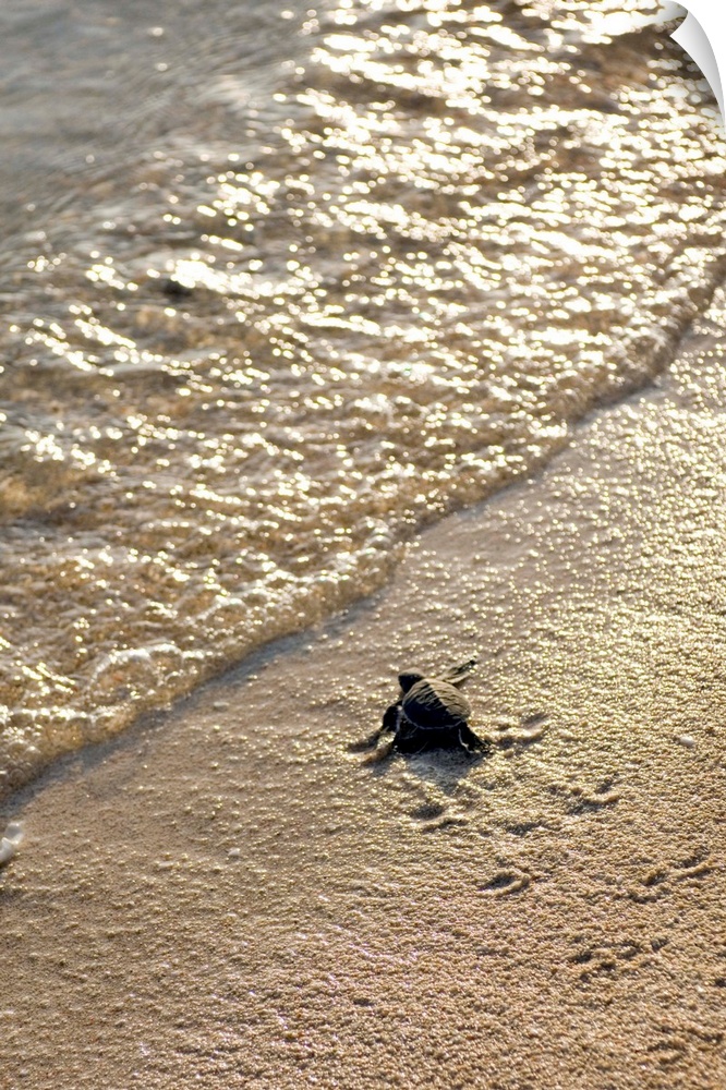 Green turtle hatchling (Chelonia mydas) making its way to the water's edge. The female green turtle lays between 100 to 20...