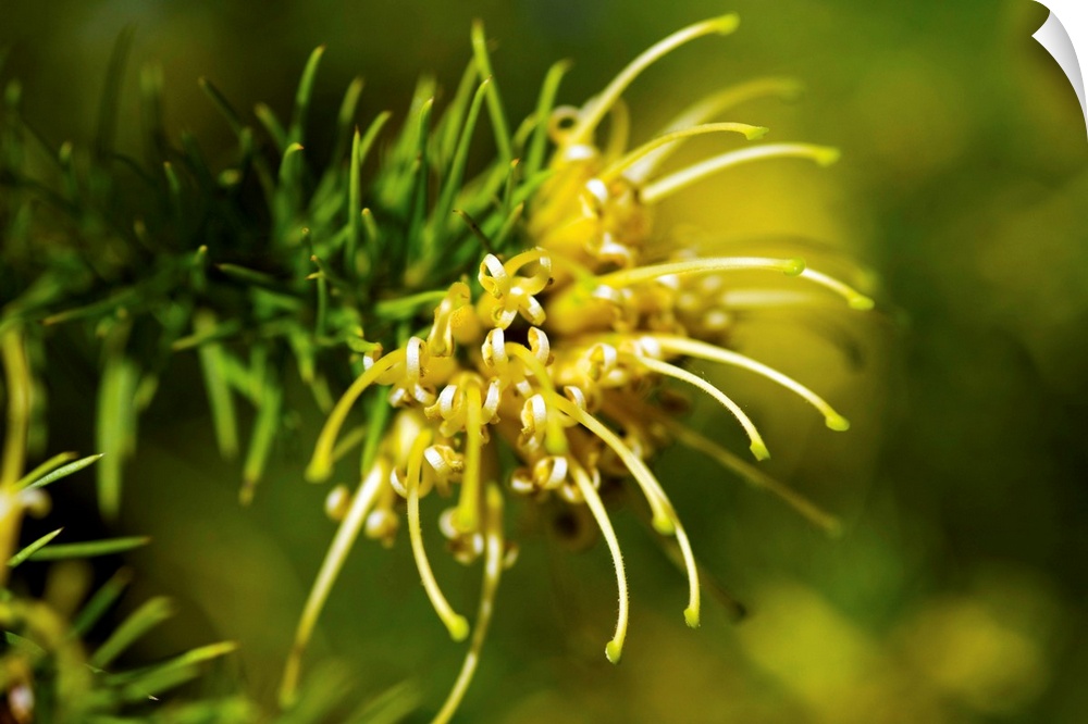 Juniper grevillea flower (Grevillea juniperina sulphurea).