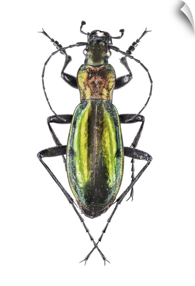Ground beetle (Carabus splendens). This is a European ground beetle.