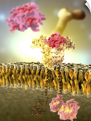 Growth hormone receptor, molecular model