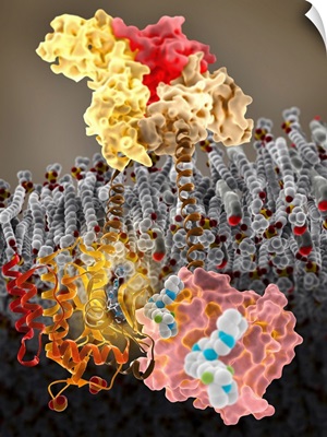 Growth hormone receptor, molecular model