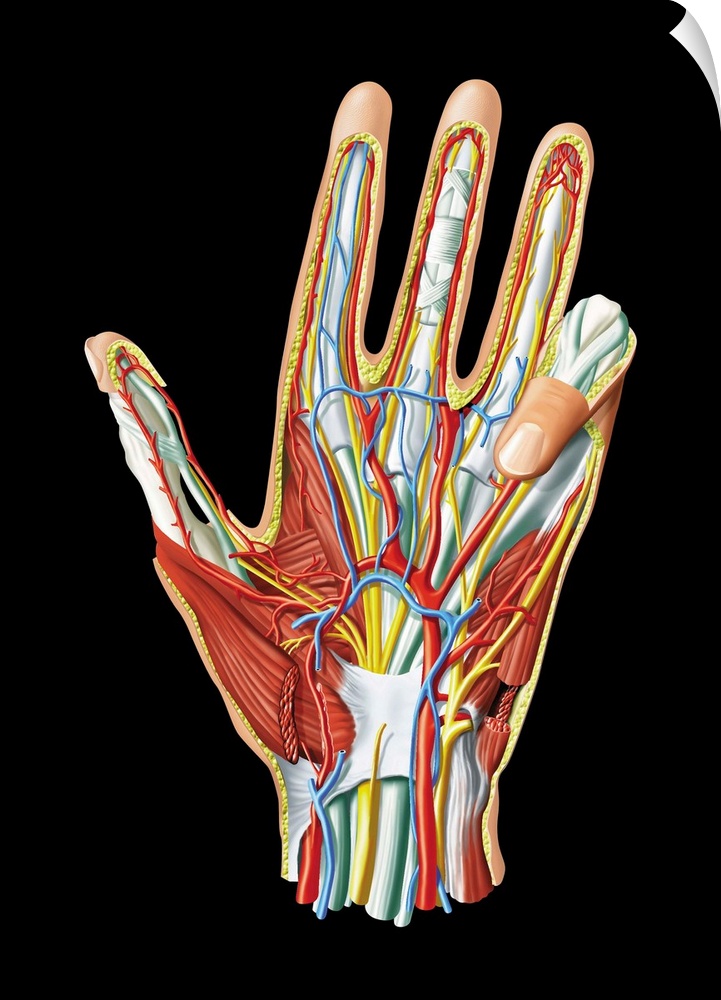 Hand anatomy, computer artwork. This is a view of the palm of the hand. Nerves are yellow, veins are blue, arteries are re...
