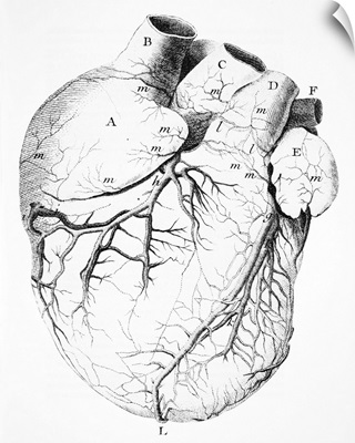 Heart anatomy, 18th century