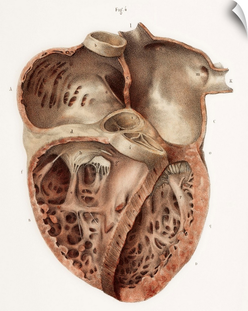 Heart anatomy, 19th Century illustration. Historical hand coloured lithographic print showing the internal anatomy of the ...