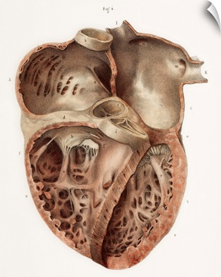 Heart anatomy, 19th Century illustration