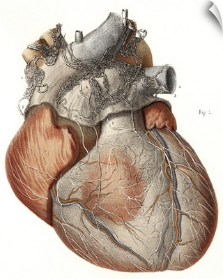 Heart anatomy, 19th Century illustration
