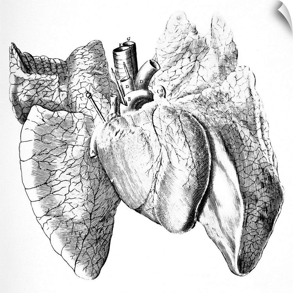 Heart and lung anatomy. 17th-century artwork showing the anatomical structure of the heart and lungs. This artwork is from...