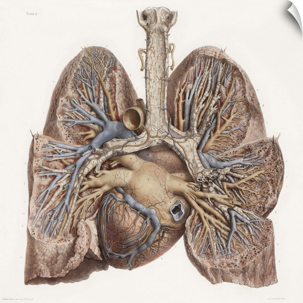 Heart and lungs, historical illustration. 19th Century hand coloured lithographic print showing the lungs (left and right)...