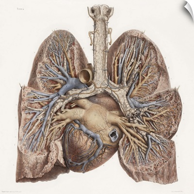 Heart and lungs, historical illustration