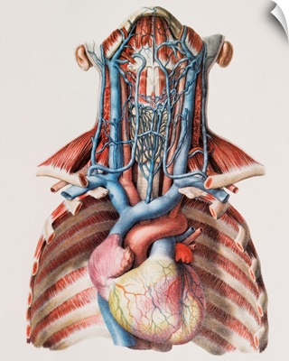 Heart and neck blood vessels