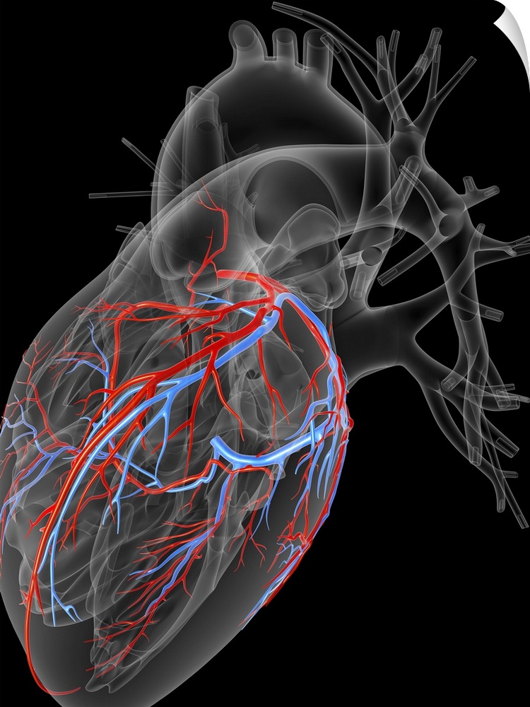 Computer artwork of the heart, emphasizing the coronary arteries (red) and veins (blue).
