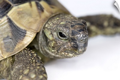 Hermann's tortoise head