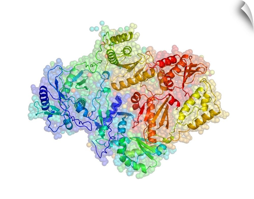 HIV reverse transcription enzyme. Molecular models of the reverse transcriptase enzyme found in HIV (the human immunodefic...