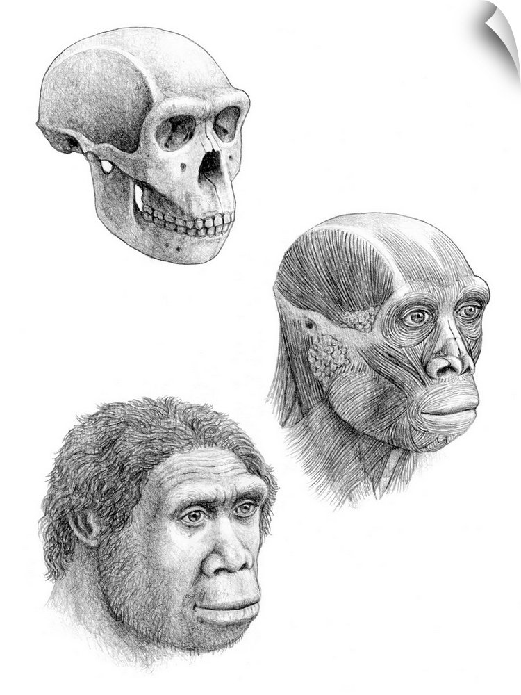 Homo ergaster. Artists impression of the skull, facial muscles and face of a Homo ergaster. H.ergaster is traditionally co...