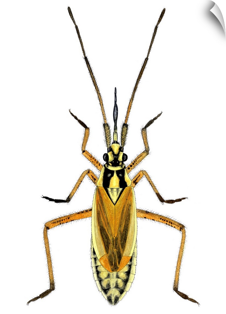 Female hop capsid bug (Calocoris fulvomaculatus), artwork. This predatory species of plant bug measures between 5.8-7.0mm....