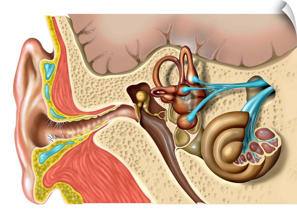 Human ear anatomy. Computer artwork of the structure of the human ear, showing the outer ear (left), middle ear and inner ...