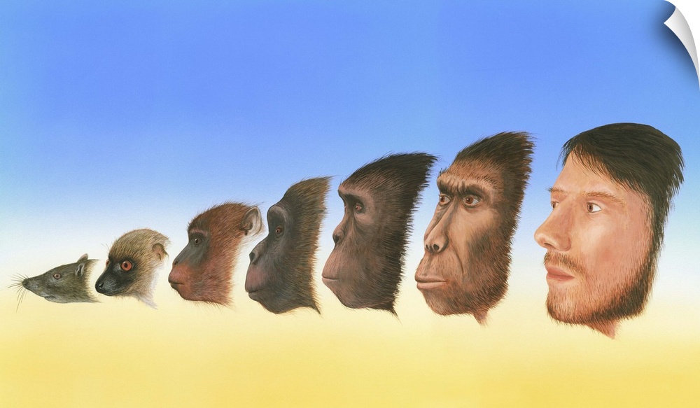 Human evolution. Artwork showing a snapshot of the evolution of humans from earlier forms of life. At far left is the shre...