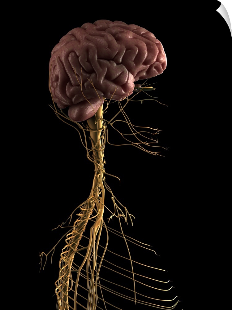 Human nervous system, computer artwork.