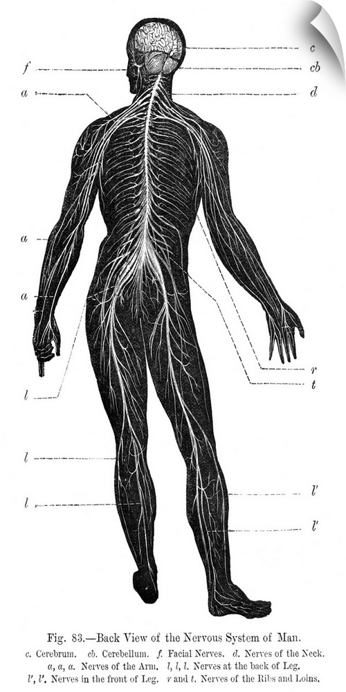Human nervous system from behind, 19th century artwork. Artwork from the 1886 ninth edition of Moses and Geology (Samuel K...