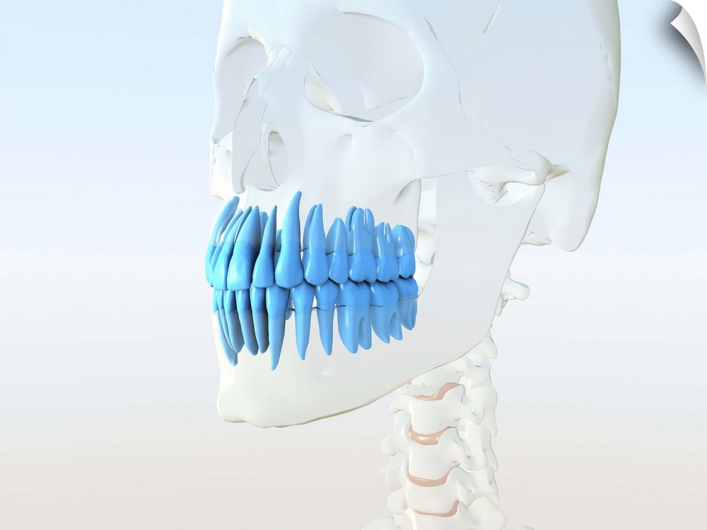 Human skull, computer artwork. The glass skull contains blue teeth.