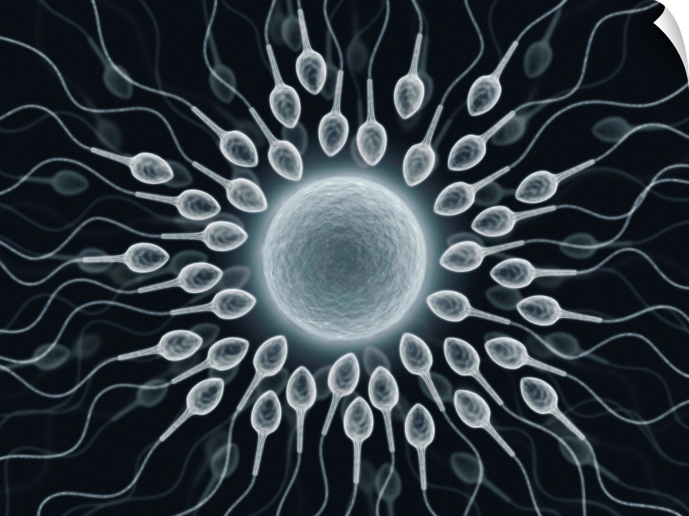 Human sperm and egg, conceptual artwork.