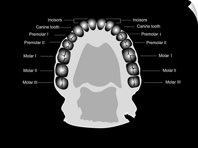 Human tooth anatomy, diagram
