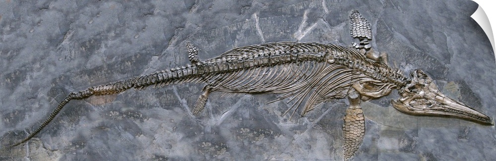 Fossil of an extinct Ichthyosaur (Ichthyosaurus communis Conybeare), or fish lizard. This specimen dates to the Lower Jura...