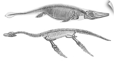 Ichthyosaurus and Pleisiosaurus, artwork