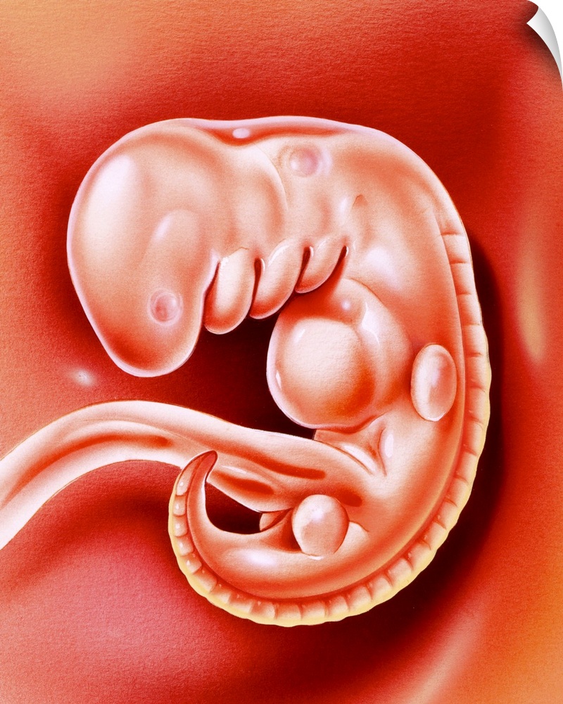 Human embryo. Illustration of a 32-day-old human embryo. At 32 days the embryo is not yet recognisably human and measures ...