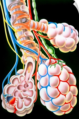 Illustration of lung bronchioles and alveoli