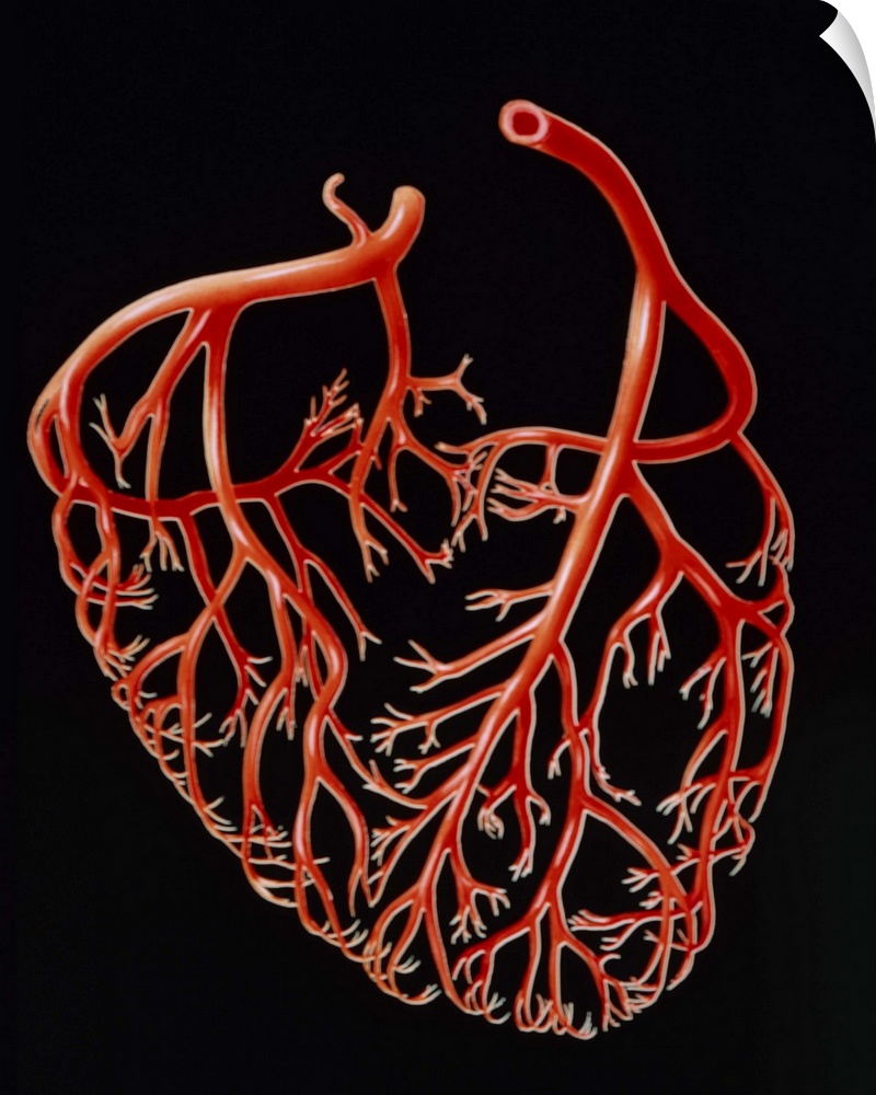 Illustration of the major branches of the human coronary arteries, the network of blood vessels which encloses and supplie...