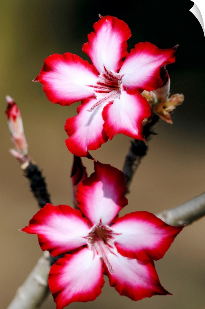 Impala lily flowers (Adenium multiflorum) in full bloom. This succulent shrub is native to South Africa. It is often used ...