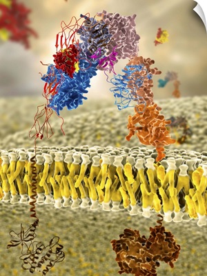 Insulin receptor, molecular model