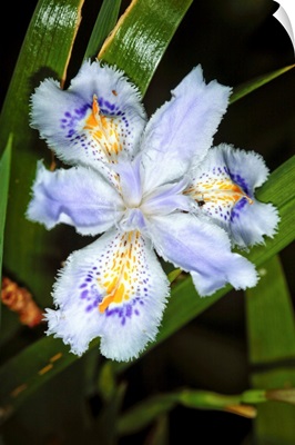 Iris (Iris japonica)