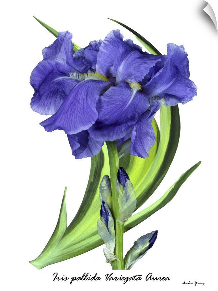 Botanical illustration of Iris pallida 'Aurea Variegata'.