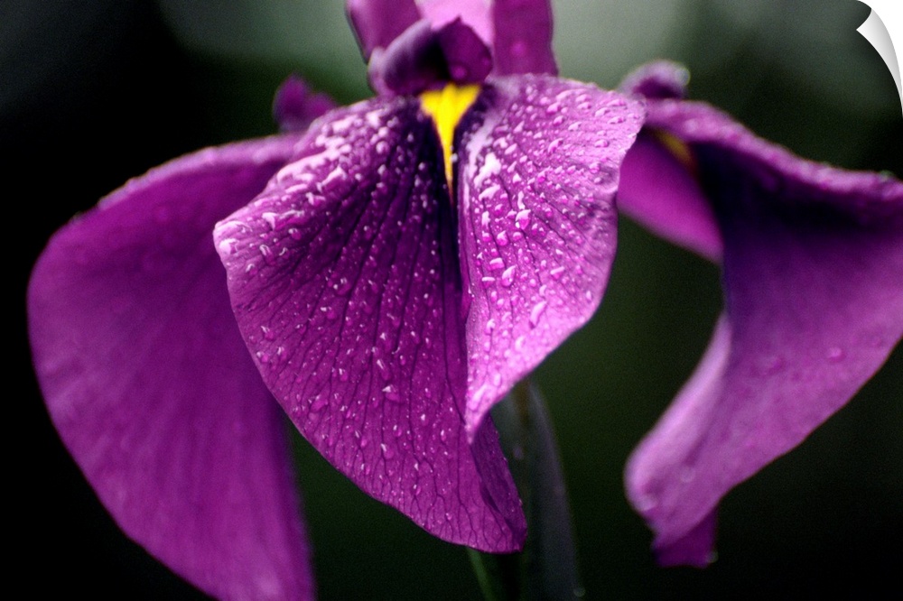 Japanese water iris flower (Iris ensata).