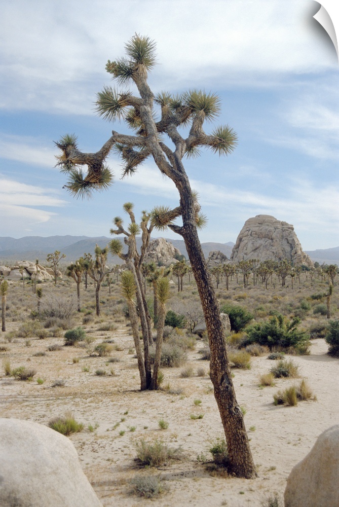 Joshua trees (Yucca brevifolia). These short- leaved yucca plants live only in south-western USA and north Mexico. They ar...