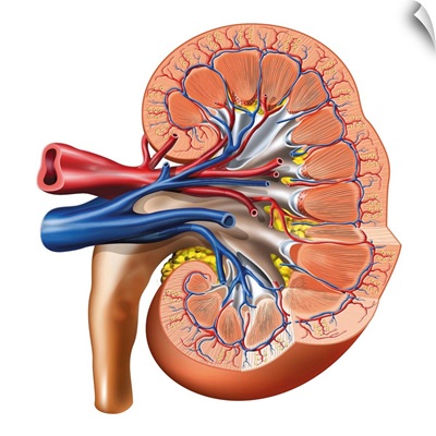 Kidney anatomy, artwork