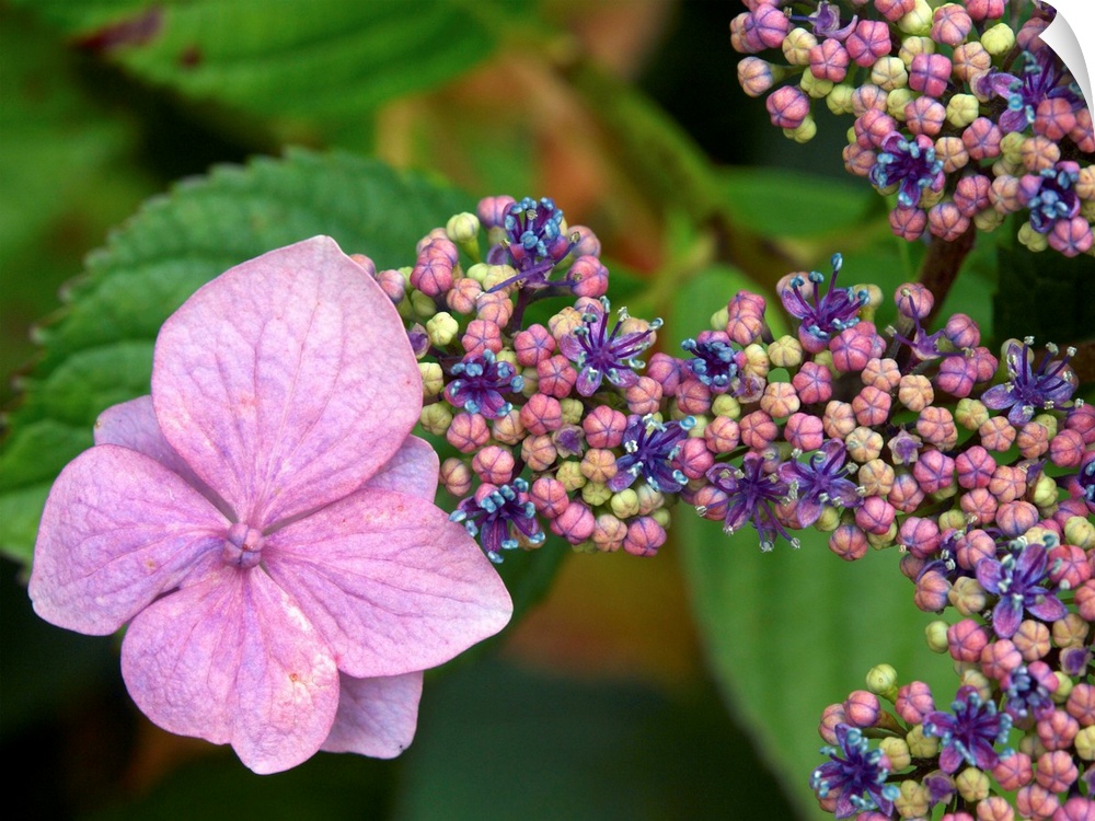 Lacecap Hydrangea flowers. The larger flowers are sterile while the smaller flowers are fertile.