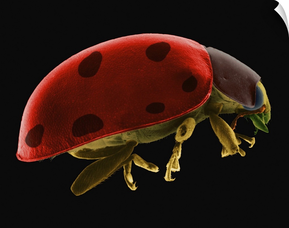 Coloured scanning electron micrograph (SEM) of Ladybug beetle -Coccinella novemnotata. Coccinella novemnotata, the nine-sp...