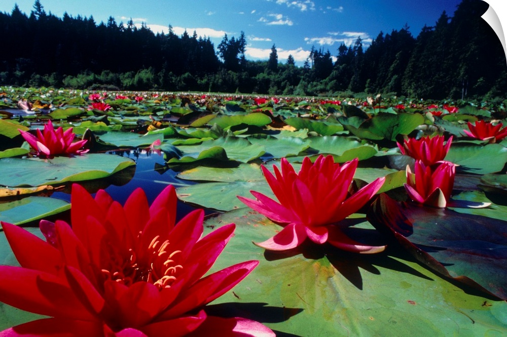 A large colony of flowering water lily, Nymphaea sp. , on the surface of a lake. The leaves and flowers of water lilies ri...