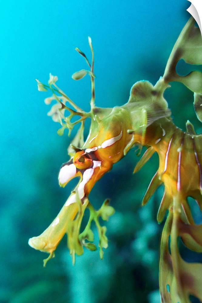 Leafy sea dragon . Head of a male leafy sea dragon (Phycodurus eques). Fertilised eggs are incubated by the male of the sp...