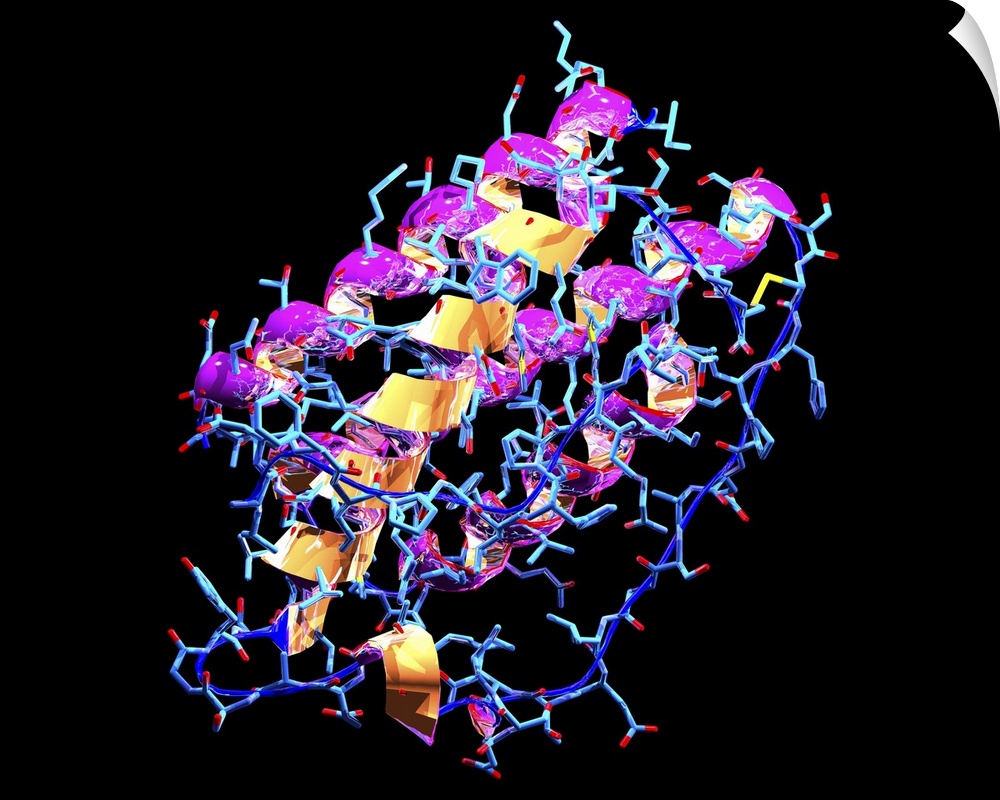 Leptin molecule. Computer model of a molecule of leptin, a protein produced by white fat cells in adipose tissue. Leptin c...