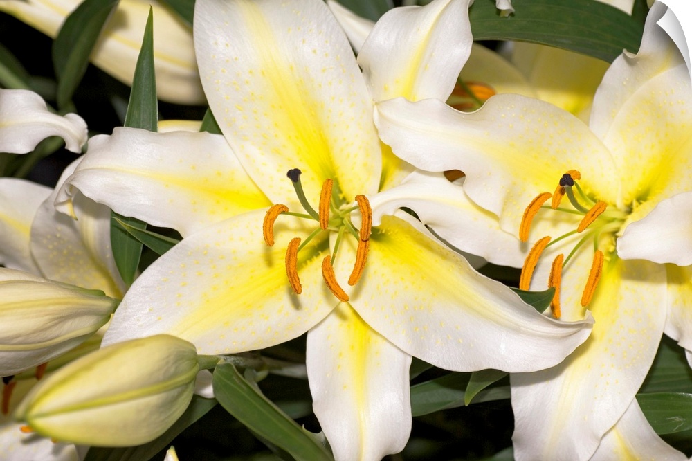 Lilies (Lilium orientale 'Derotian').