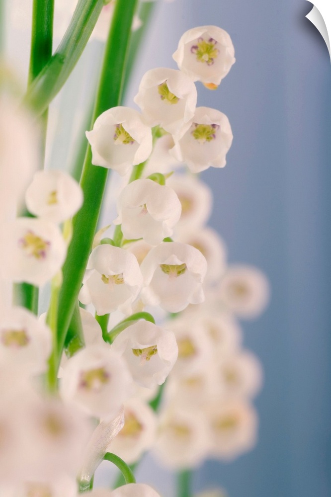 Lily of the valley (Convallaria majalis) flowers. This flower is native to both Eurasia and eastern North America. Photogr...